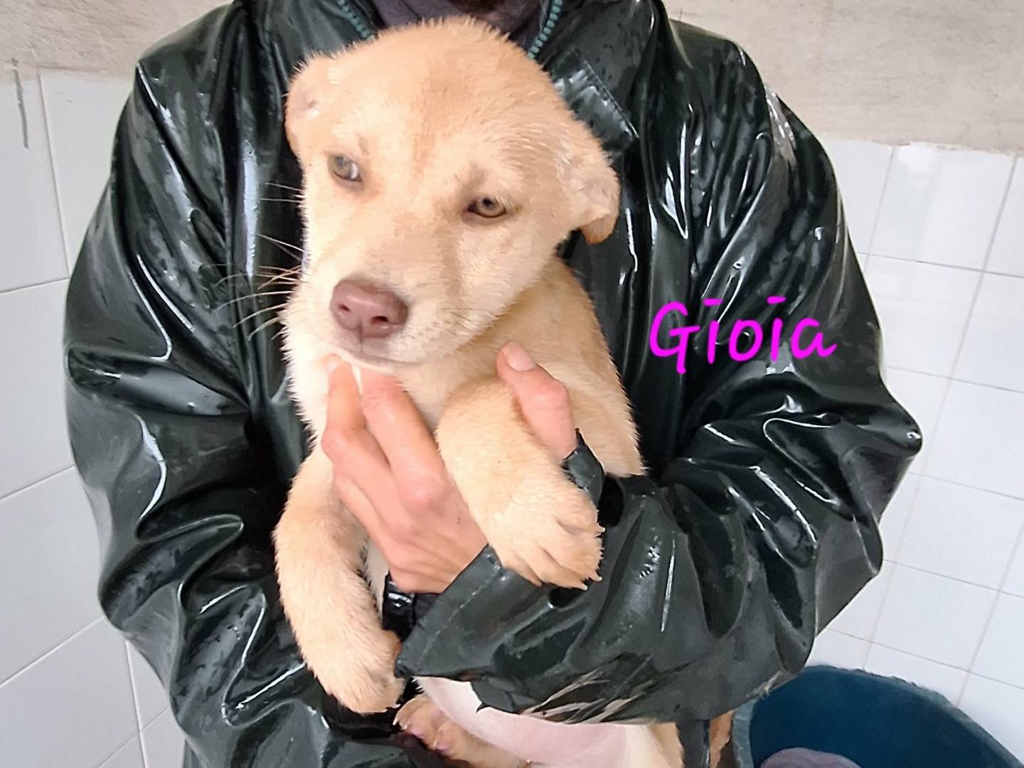 Adotta il cane Gioia  a Bologna