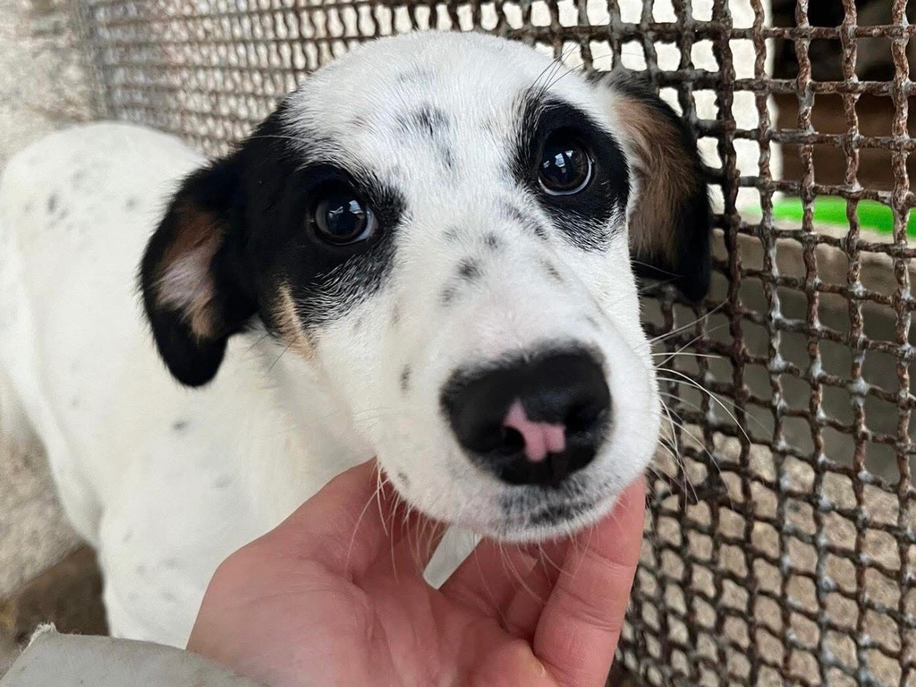 Adozione cane, femmina, Razza sconosciuta Razza sconosciuta, 7 mesi, taglia piccola, Avellino