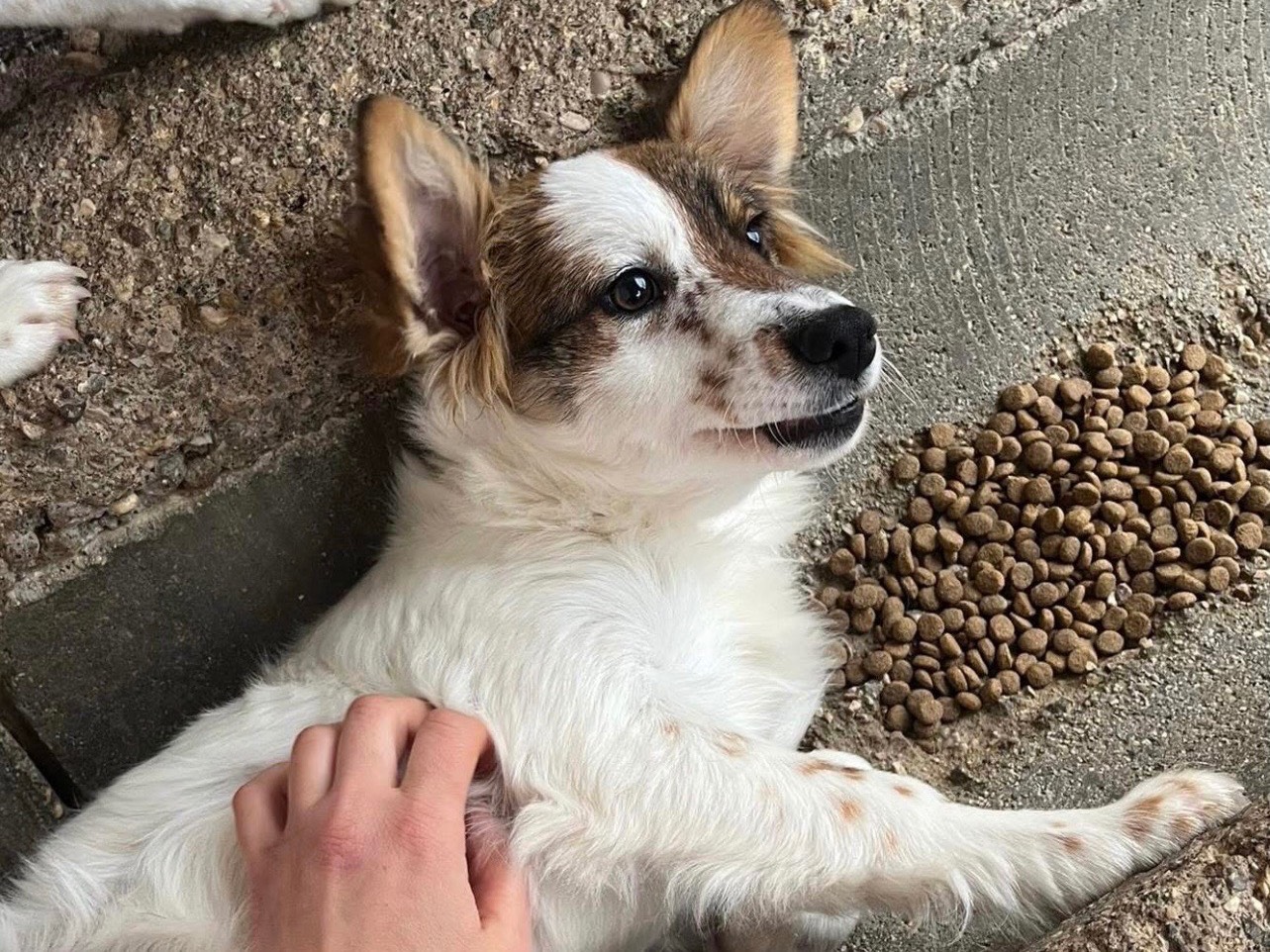 Adotta un cane, femmina, 7 mesi, Avellino