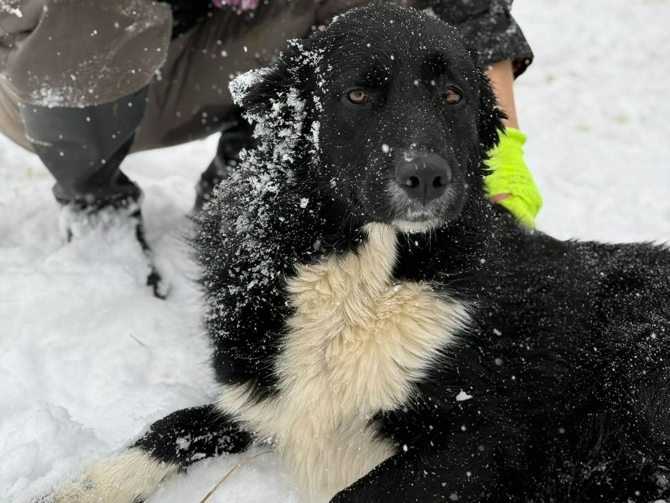 Adotta un cane, maschio, 2 anni e 2 mesi, Firenze