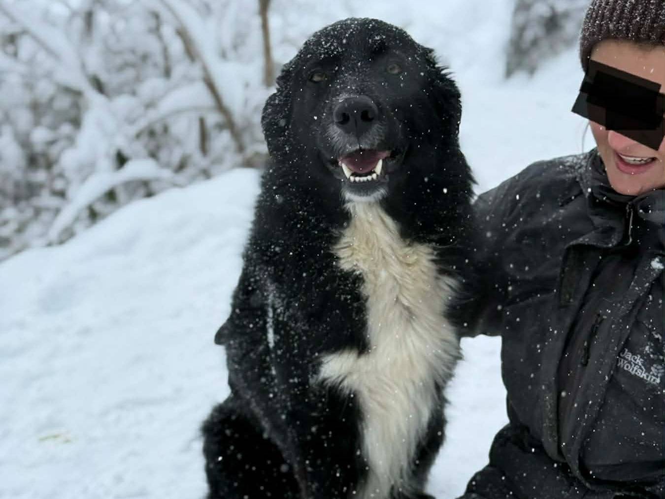 Adotta un cane, taglia grande, maschio, Firenze