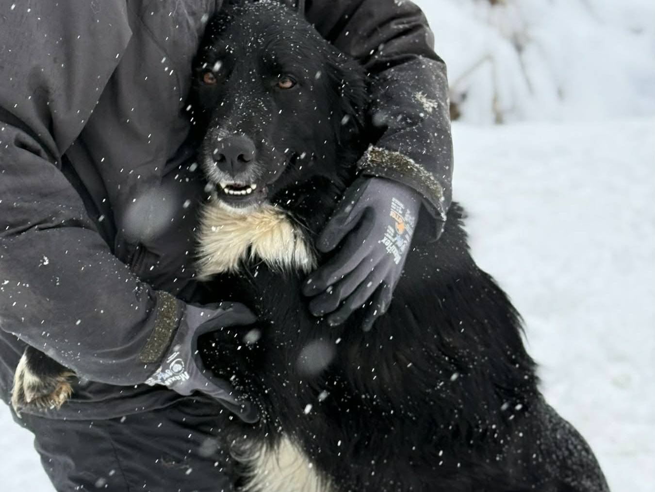 Vuoi adottare un cane a Firenze?