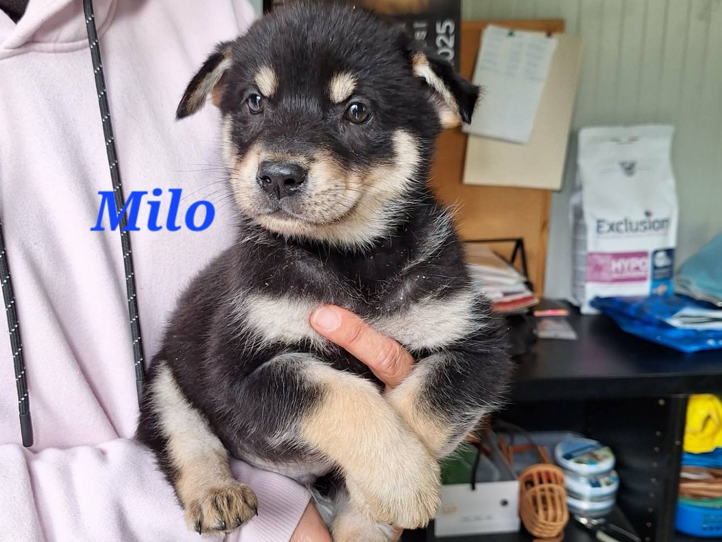 Adozione cane, maschio, Razza sconosciuta Razza sconosciuta, 3 mesi, taglia media, Bari