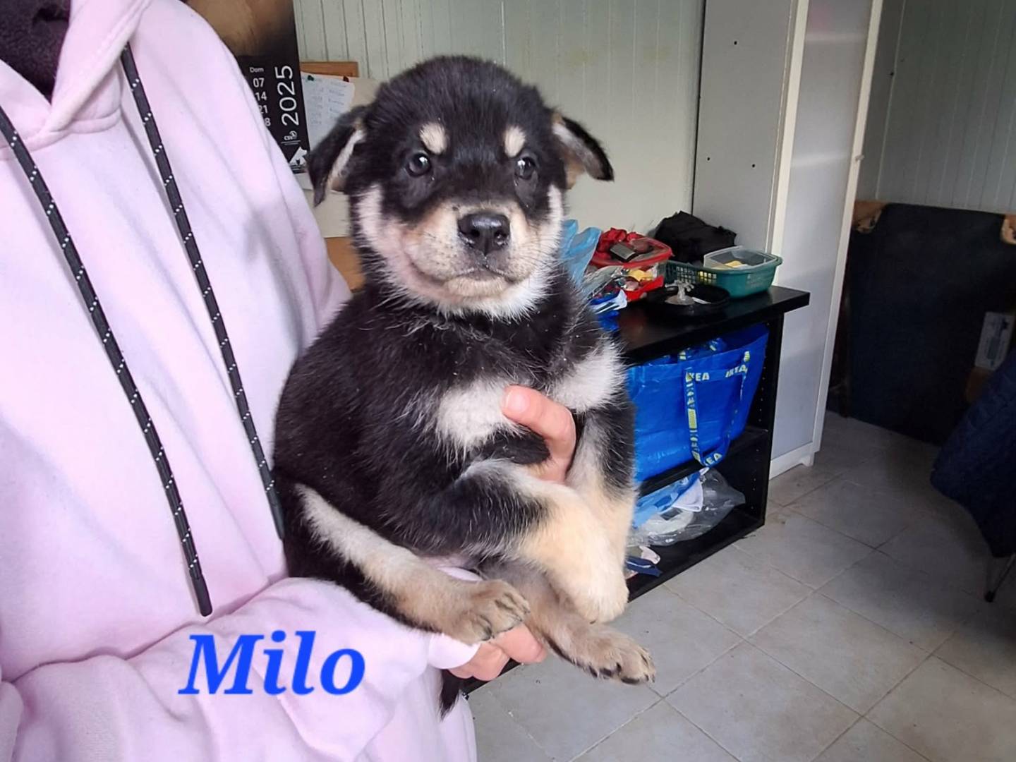 Adotta un cane, taglia media, maschio, Bari