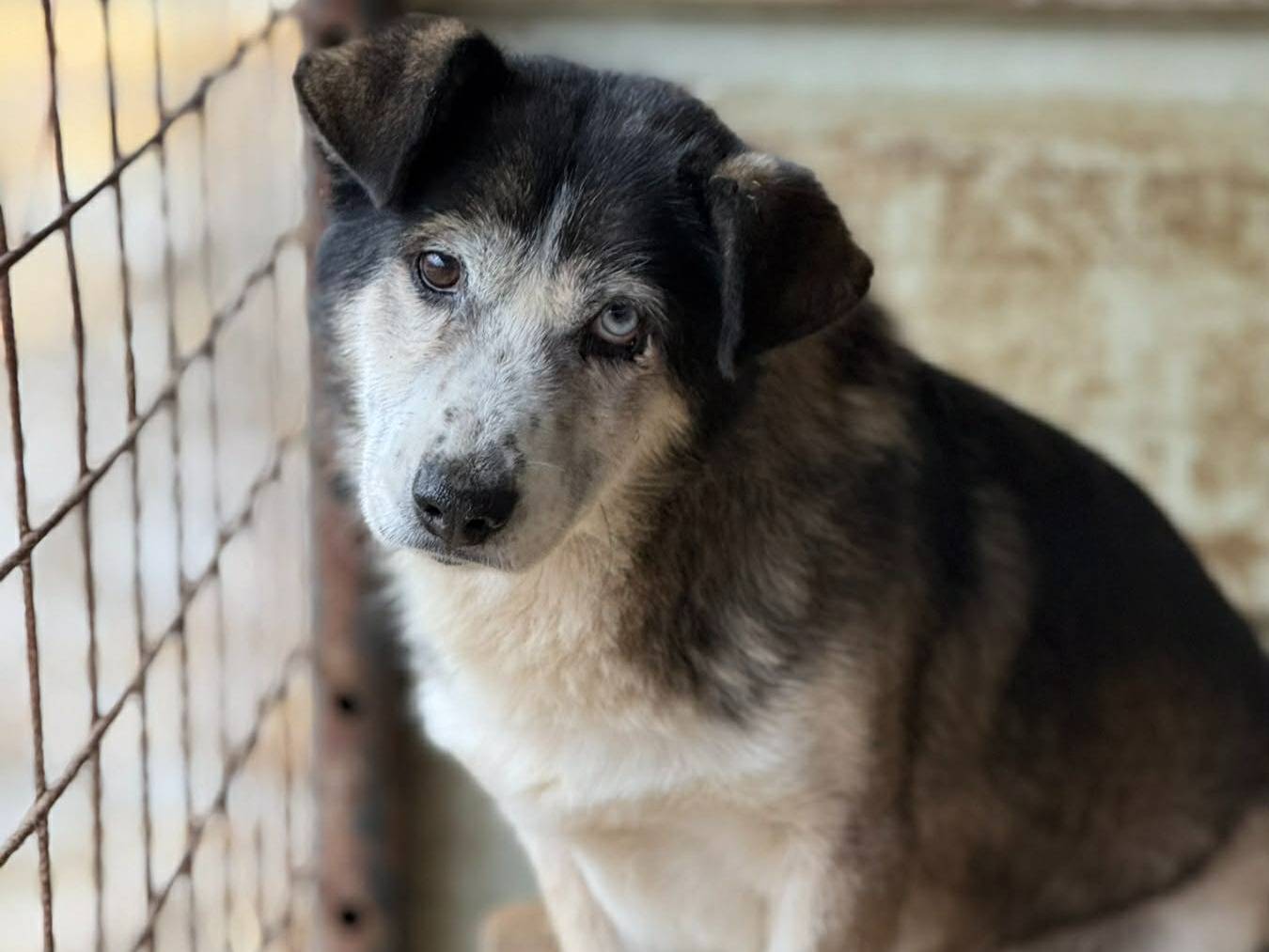 Adotta un cane, maschio, 3 anni e 5 mesi, Firenze