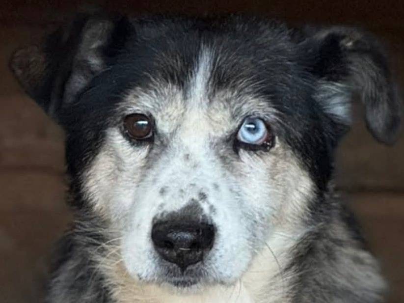 Adotta il cane ODINO a Firenze