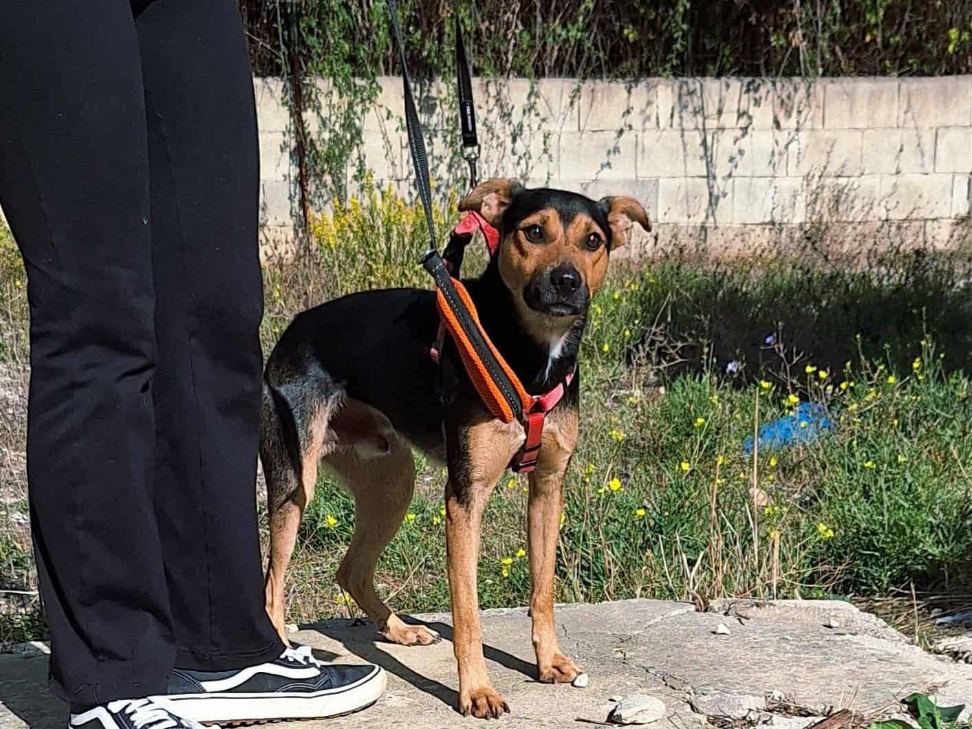 Adozione cane, maschio, Razza sconosciuta Razza sconosciuta, 1 anno e 2 mesi, taglia media contenuta, Bari