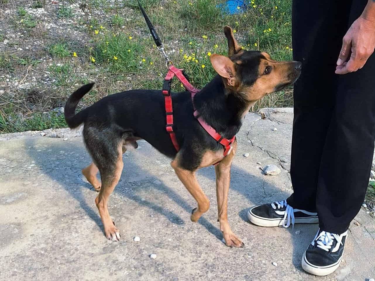 Adotta un cane, maschio, 1 anno e 2 mesi, Bari
