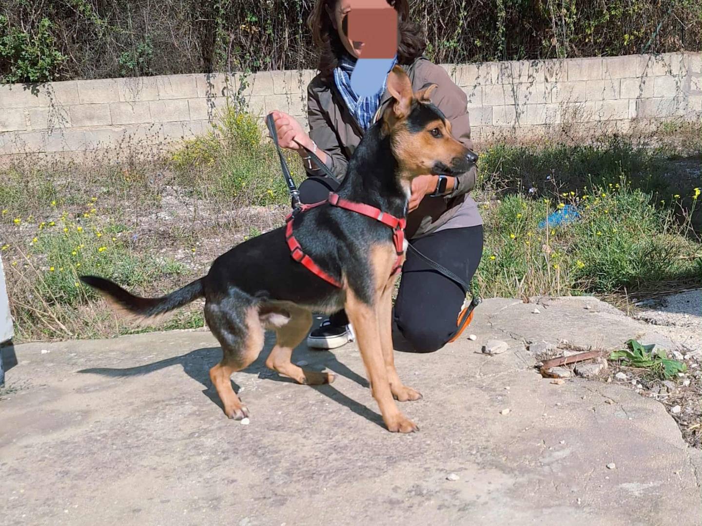 Vuoi adottare un cane a Bari?