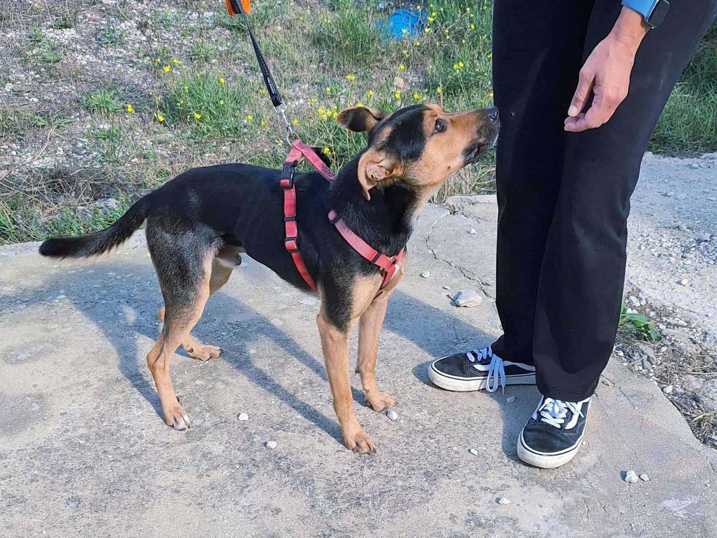 Adotta il cane Morbidello a Bari