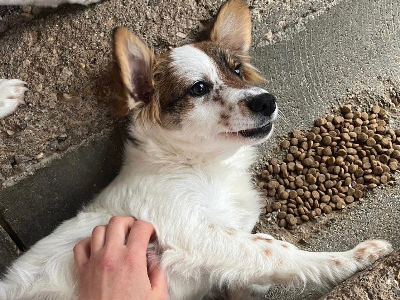 Adozione cane, femmina, Razza sconosciuta Razza sconosciuta, 7 mesi, taglia piccola, Avellino