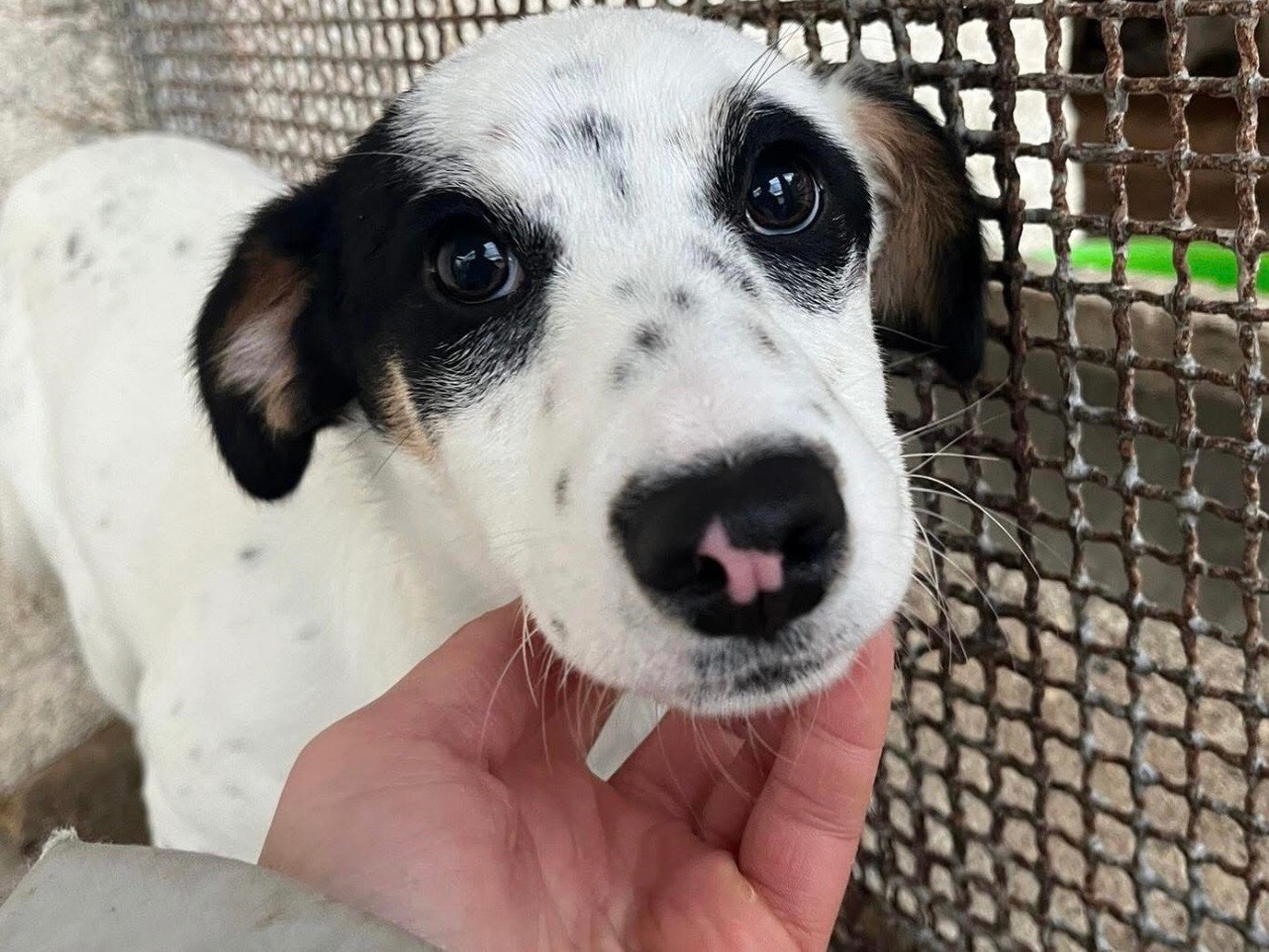 Adotta un cane, femmina, 7 mesi, Avellino