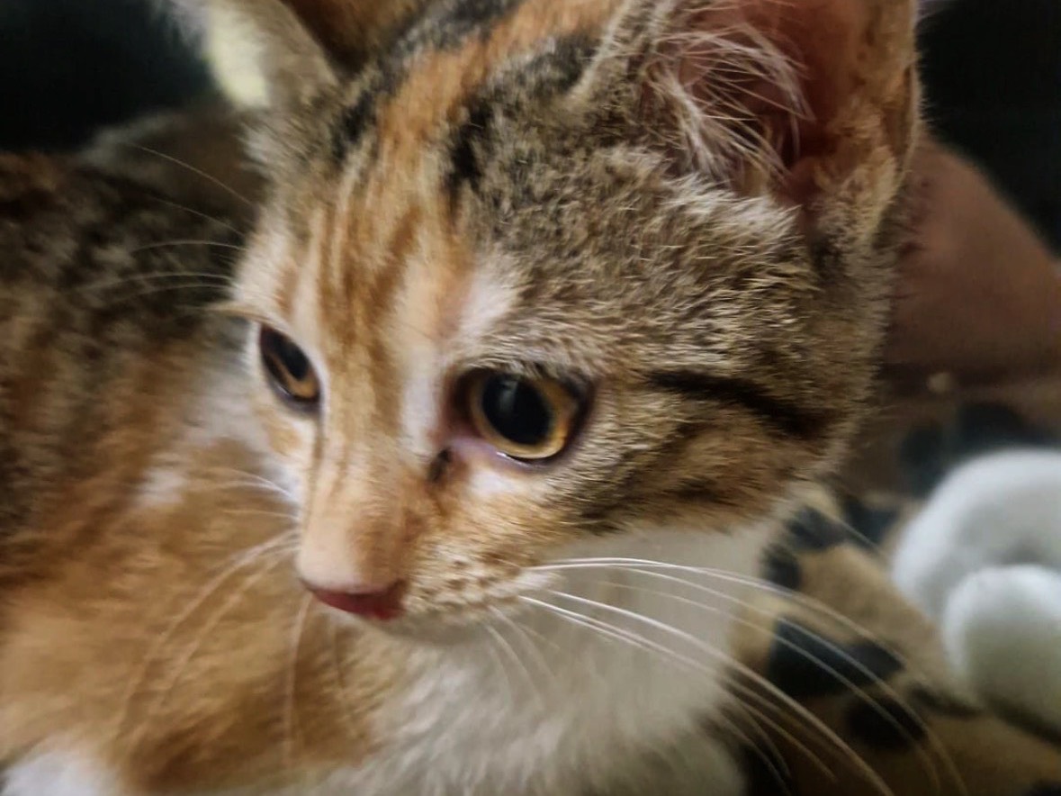 Adozione gatto, femmina, Razza sconosciuta Razza sconosciuta, 2 mesi, taglia non valida, Napoli