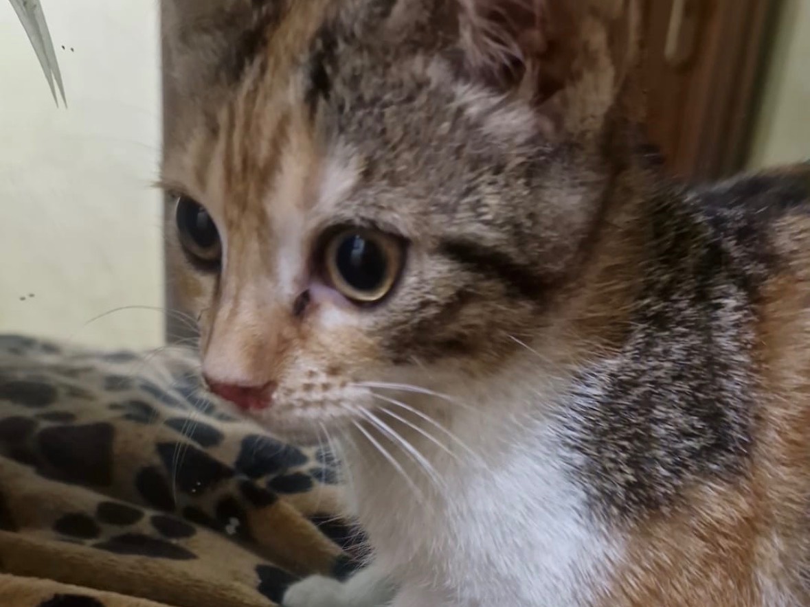 Adotta un gatto, femmina, 2 mesi, Napoli