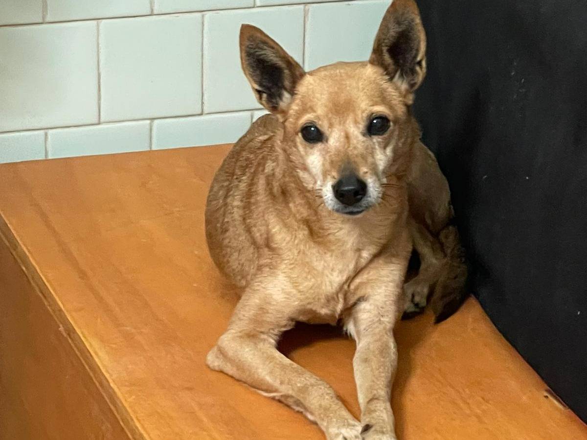 Adozione cane, femmina, Razza sconosciuta Razza sconosciuta, 6 anni e 7 mesi, taglia piccola, Frosinone