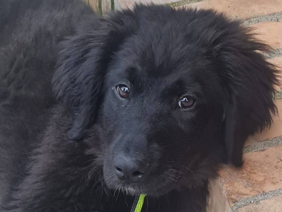 Adozione cane, maschio, Razza sconosciuta Razza sconosciuta, 4 mesi, taglia media, Vibo