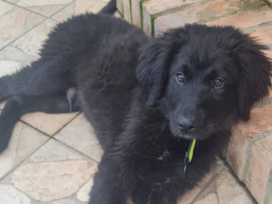 Adotta un cane, maschio, 4 mesi, Vibo