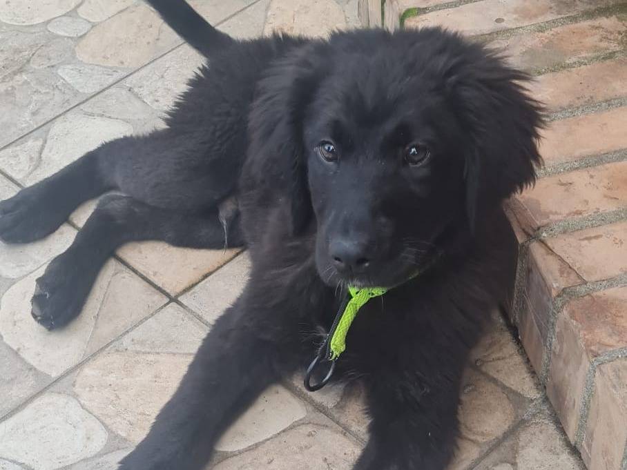 Adotta un cane, taglia media, maschio, Vibo