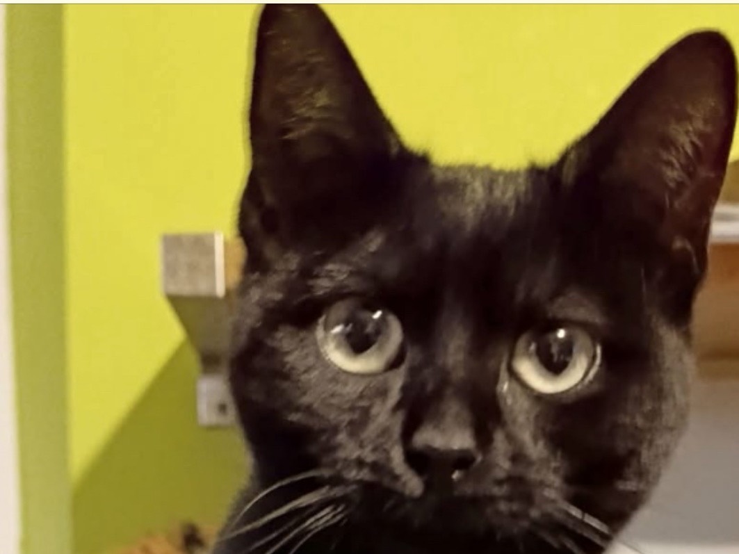 Adozione gatto, femmina, Razza sconosciuta Razza sconosciuta, 7 mesi, taglia non valida, Verona