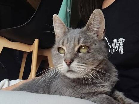 Adozione gatto, maschio, Razza sconosciuta Razza sconosciuta, 9 anni e 2 mesi, taglia non valida, Torino