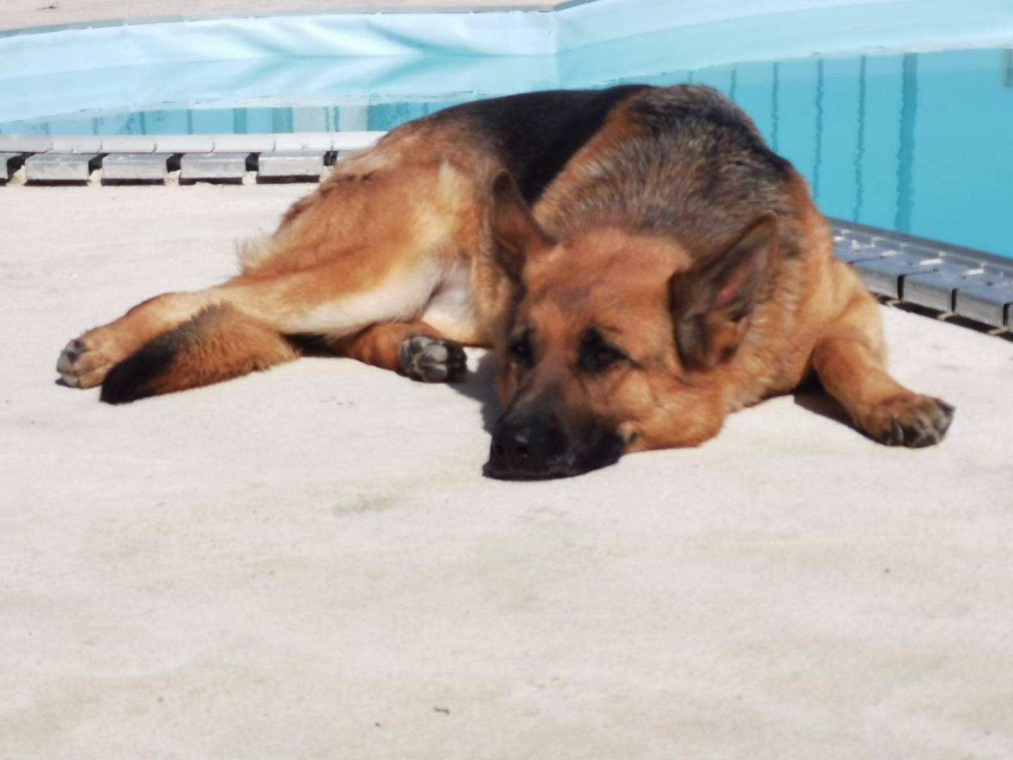 Adozione cane, femmina, Pastore tedesco Razza sconosciuta, 9 anni e 7 mesi, taglia grande, Vibo