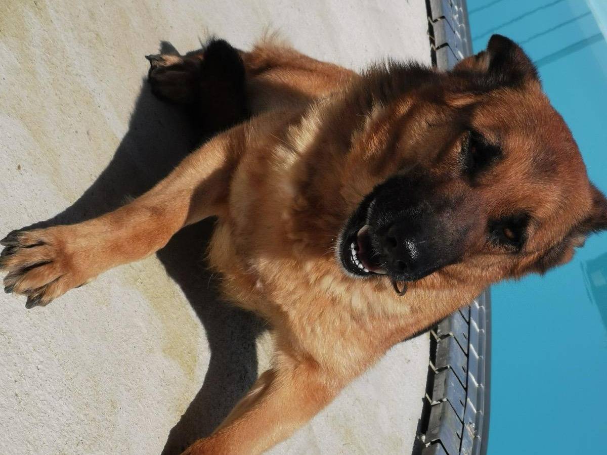 Adotta un cane, femmina, 9 anni e 7 mesi, Vibo