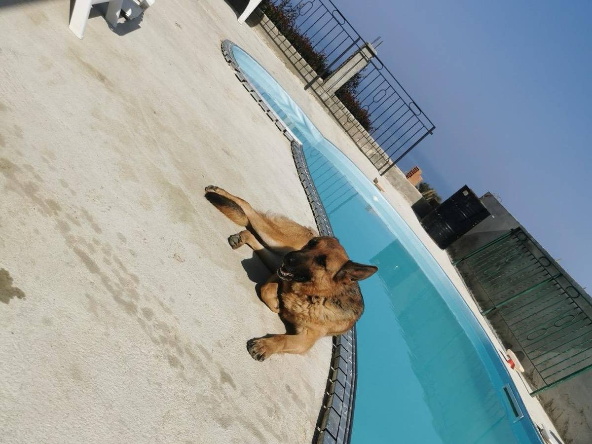 Adotta un cane, taglia grande, femmina, Vibo