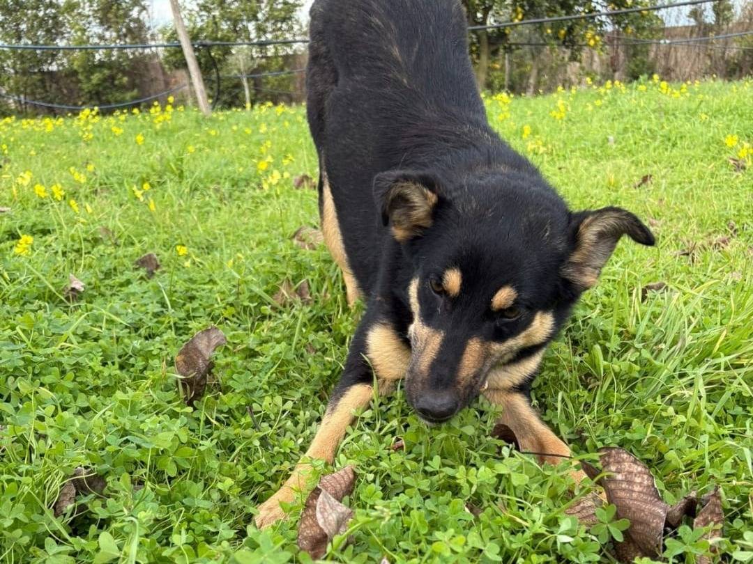 Adotta un cane, femmina, 8 mesi, Crotone