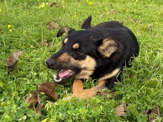 Adotta un cane, taglia media contenuta, femmina, Crotone