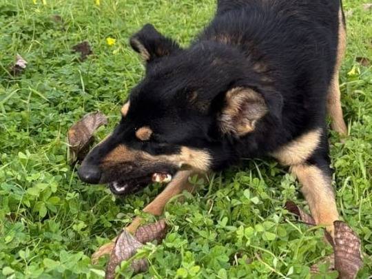 Vuoi adottare un cane a Crotone?