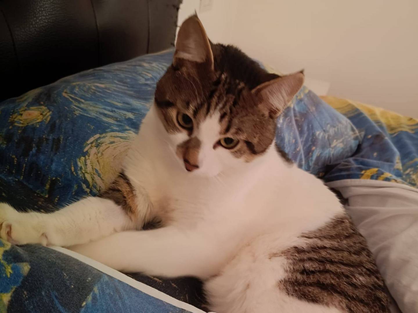 Adozione gatto, maschio, Razza sconosciuta Razza sconosciuta, 11 mesi, taglia non valida, Torino