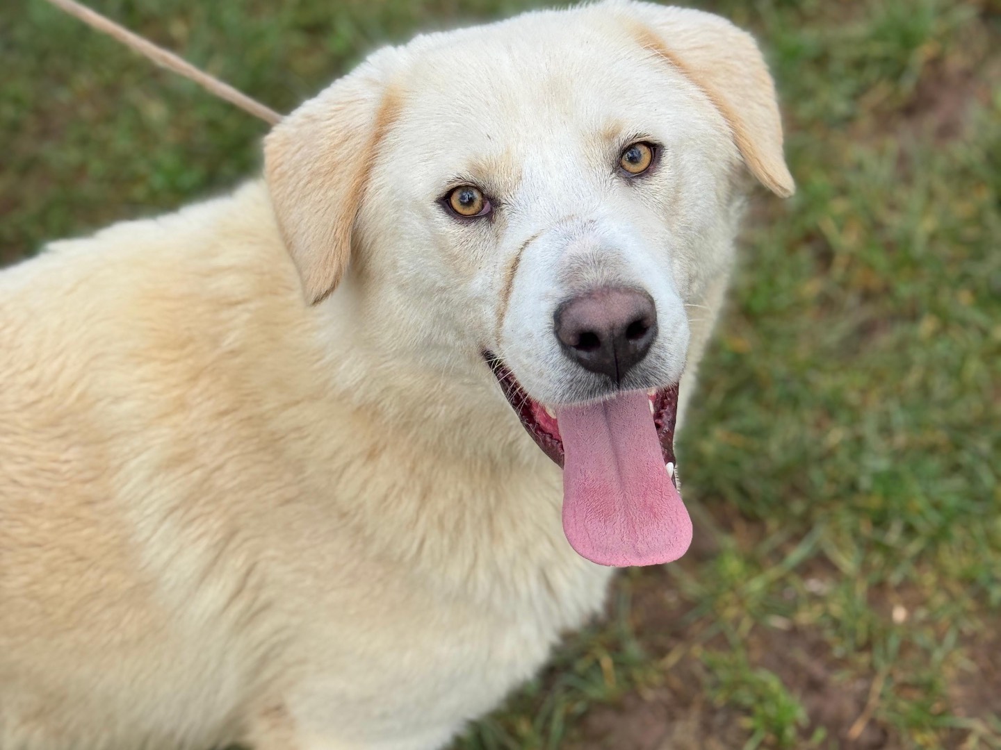 Adozione cane, maschio, Razza sconosciuta Razza sconosciuta, 1 anno e 4 mesi, taglia media, Frosinone