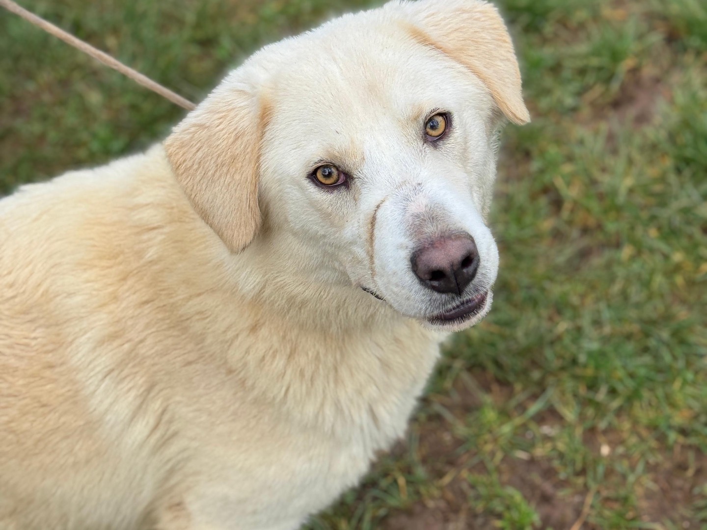 Adotta un cane, maschio, 1 anno e 4 mesi, Frosinone