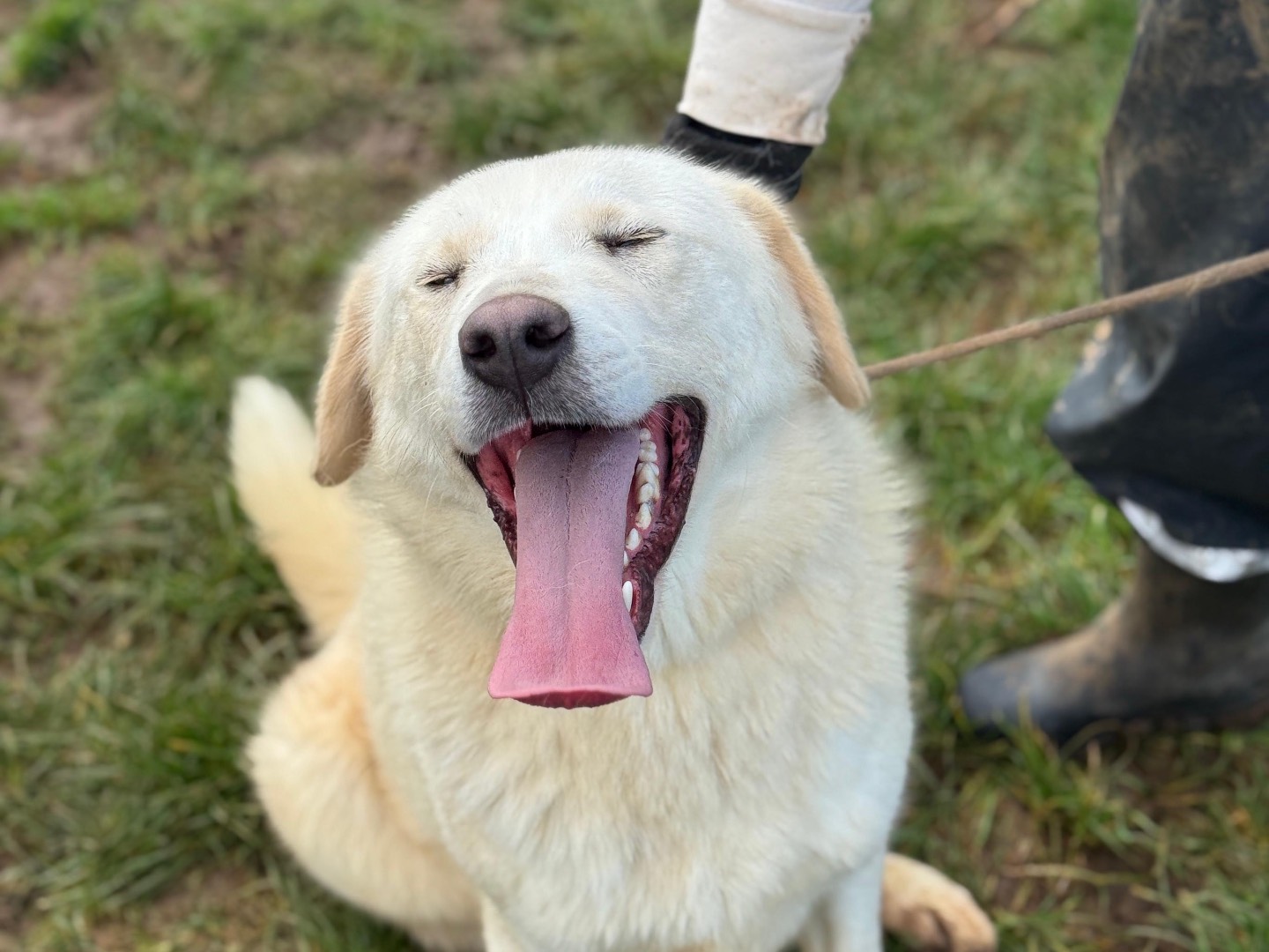 Adotta un cane, taglia media, maschio, Frosinone