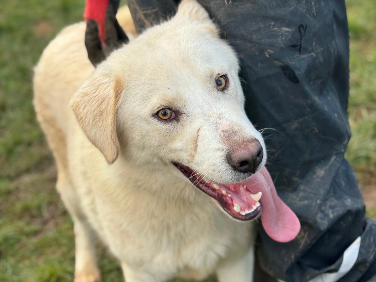 Vuoi adottare un cane a Frosinone?