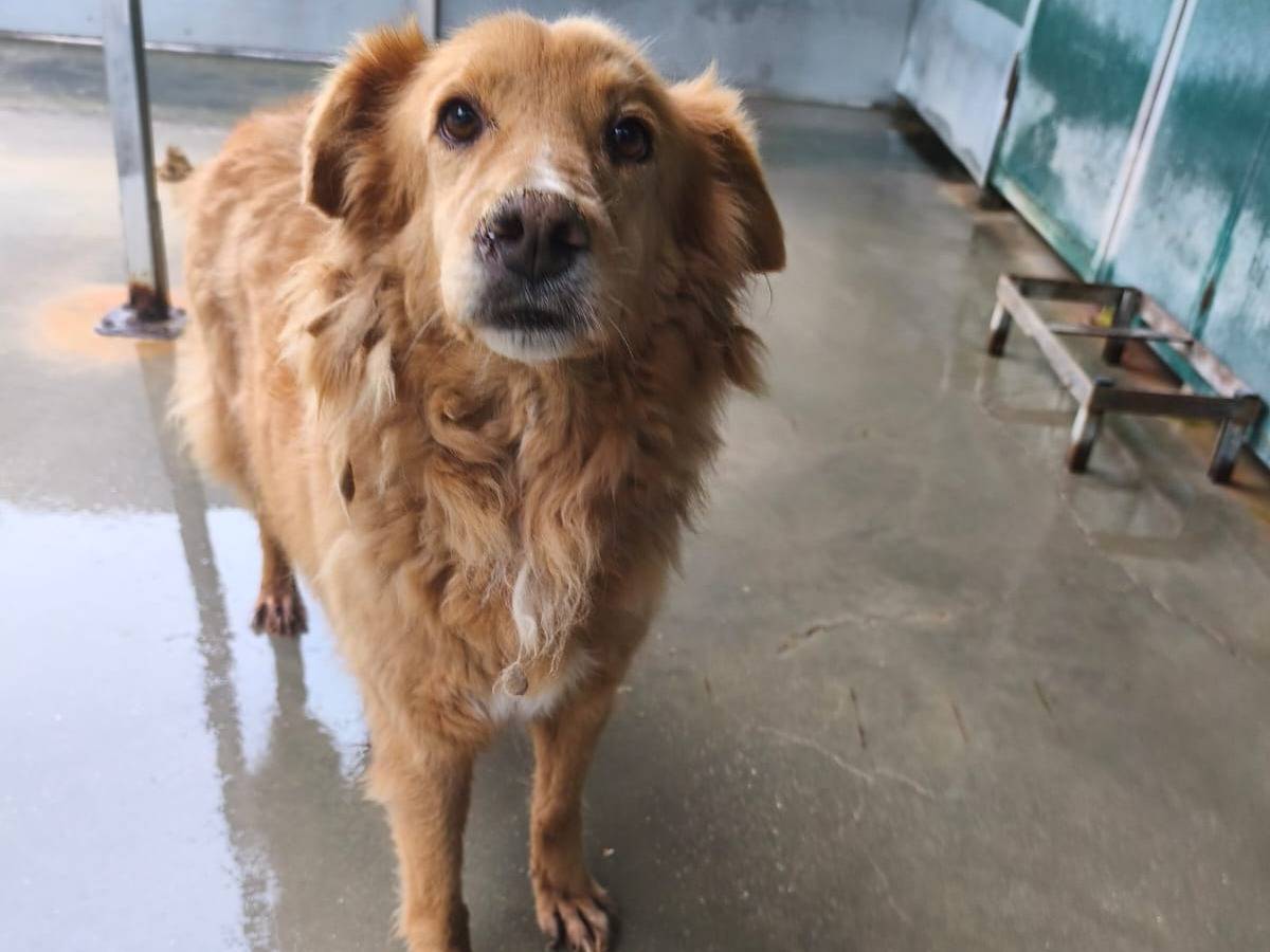 Adozione cane, femmina, Razza sconosciuta Razza sconosciuta, 8 anni e 5 mesi, taglia grande, Messina