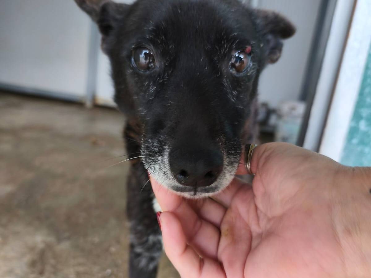 Adozione cane, femmina, Razza sconosciuta Razza sconosciuta, 13 anni e 5 mesi, taglia media contenuta, Messina