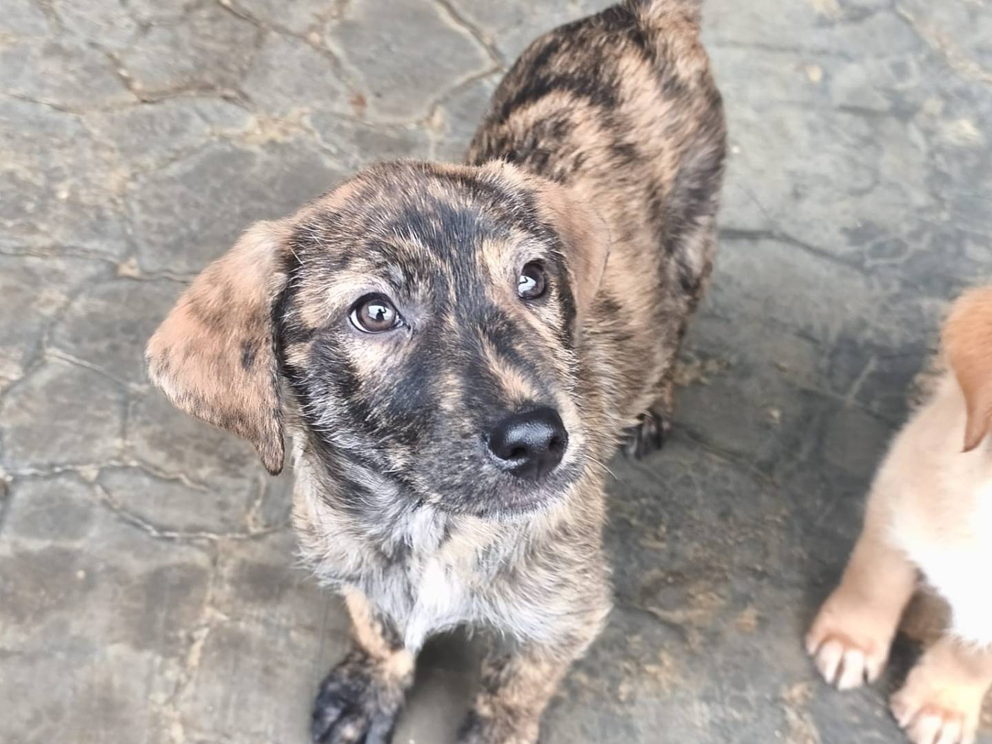 Adozione cane, maschio, Razza sconosciuta Razza sconosciuta, 6 mesi, taglia media, Messina