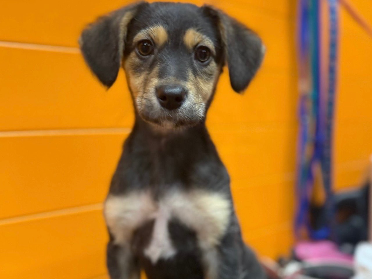 Adozione cane, femmina, Razza sconosciuta Razza sconosciuta, 3 mesi, taglia media, Catania