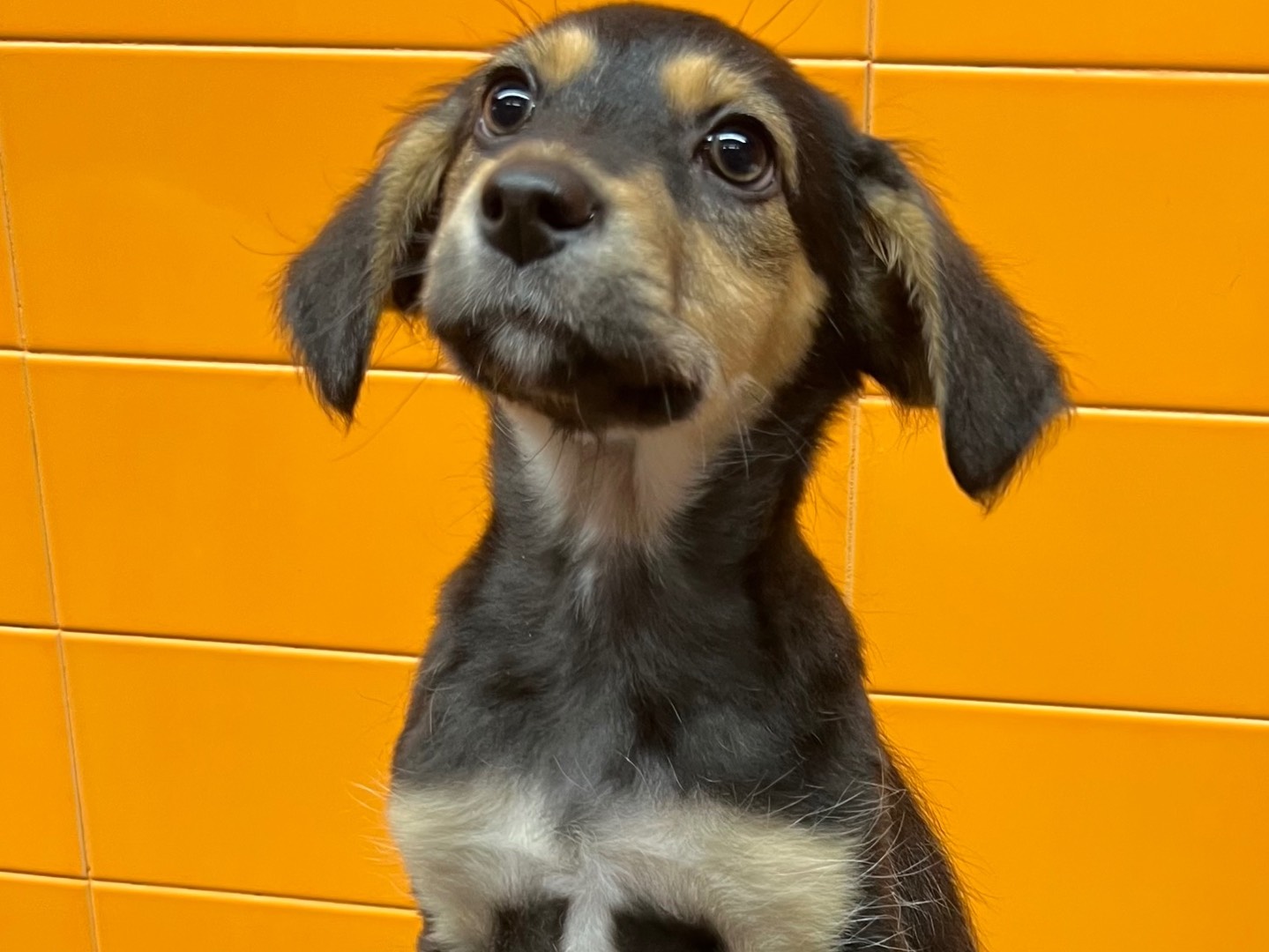 Adotta un cane, taglia media, femmina, Catania