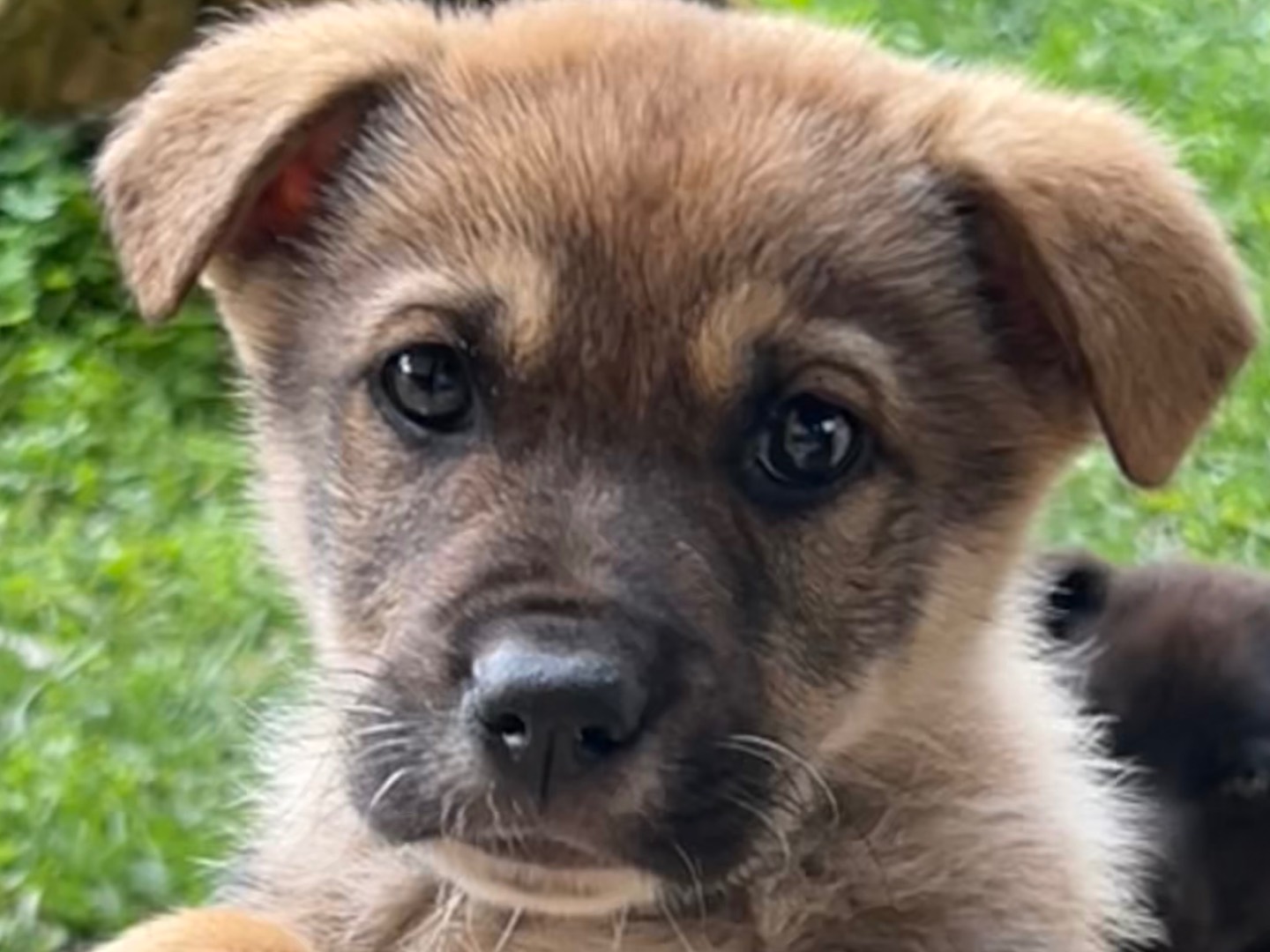 Adozione cane, maschio, Razza sconosciuta Razza sconosciuta, 3 mesi, taglia media, Enna