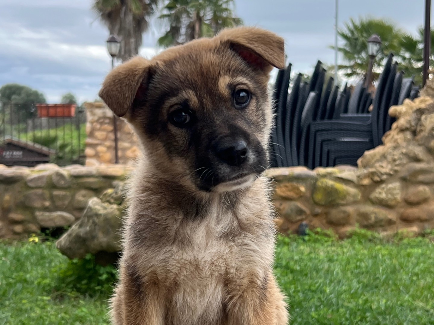 Adotta un cane, maschio, 3 mesi, Enna