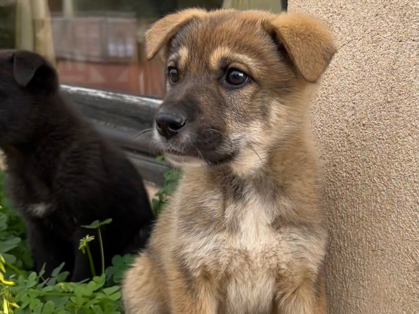 Adotta un cane, taglia media, maschio, Enna
