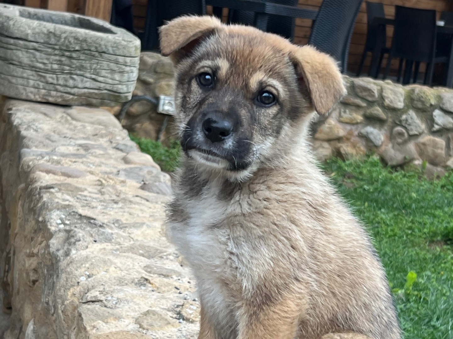 Adotta il cane Paco a Enna