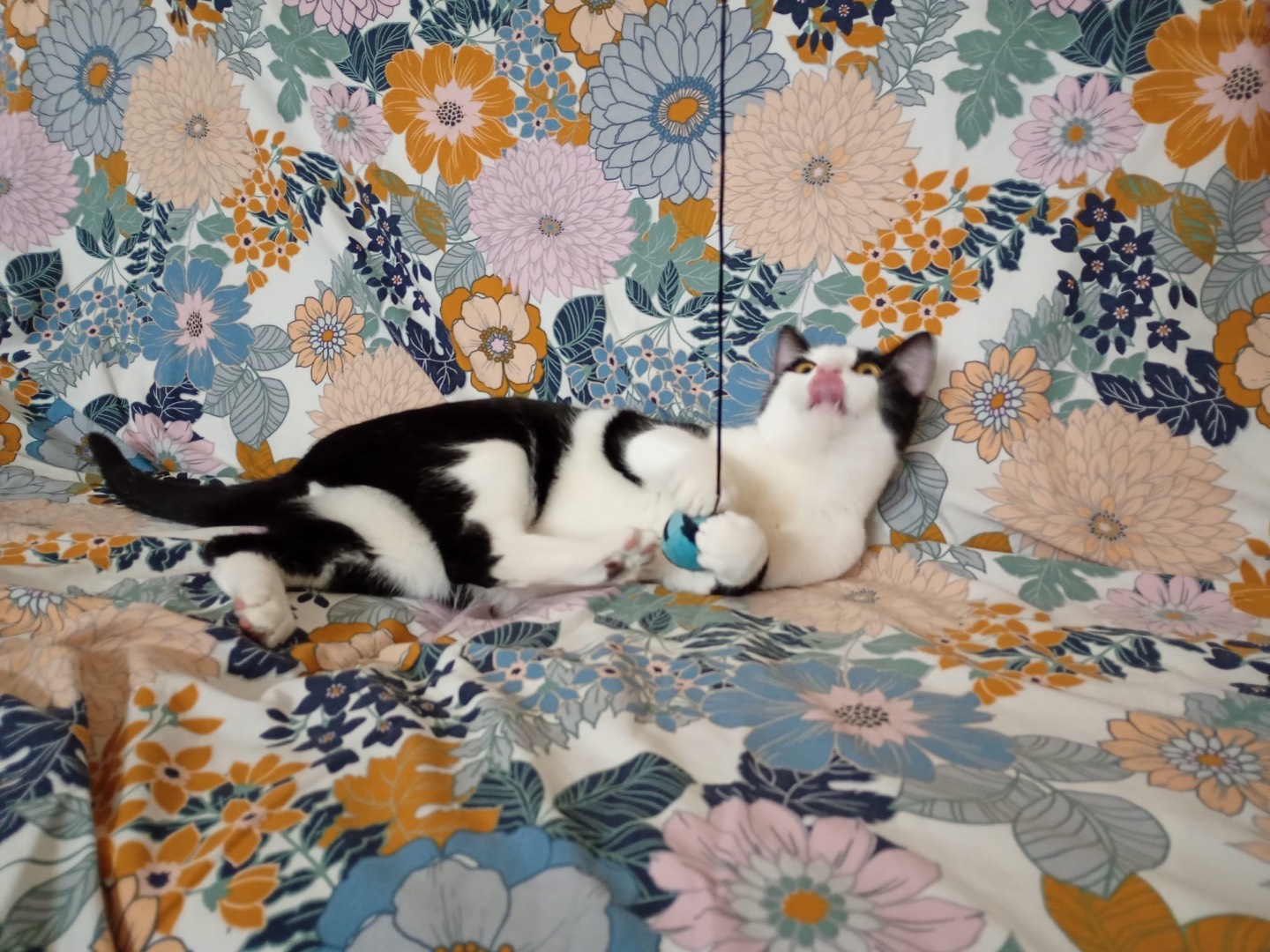 Adotta un gatto, maschio, 9 mesi, Ferrara