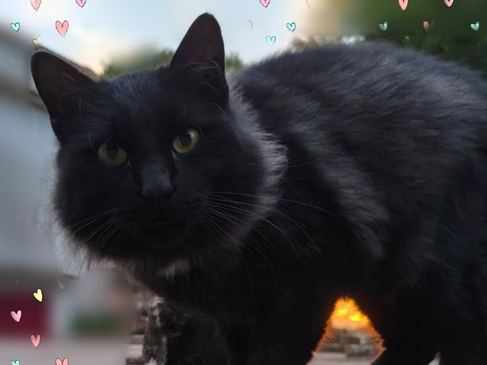 Adozione gatto, femmina, Norvegese delle Foreste  Razza sconosciuta, 9 mesi, taglia non valida, Taranto