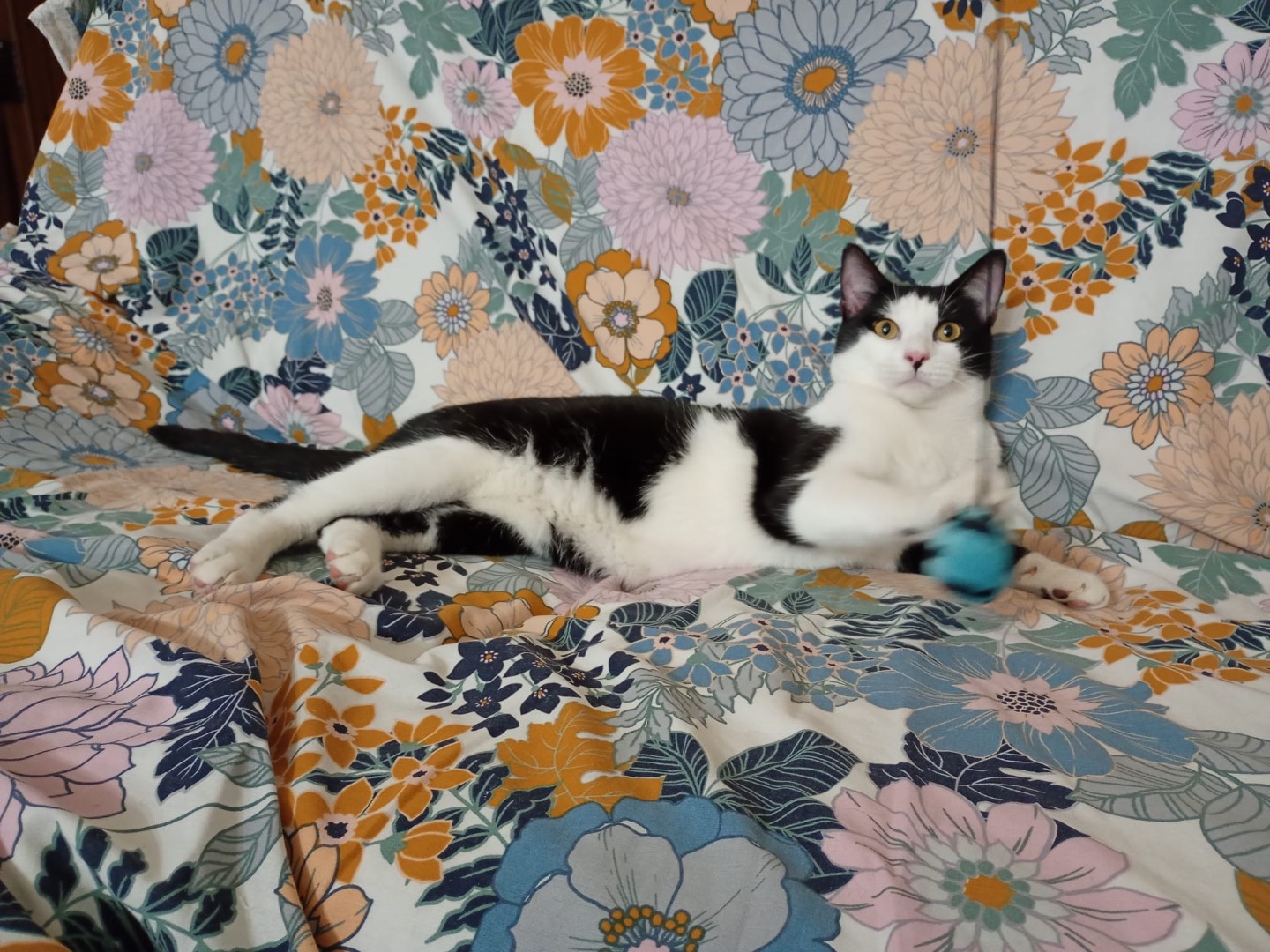 Adozione gatto, maschio, Razza sconosciuta Razza sconosciuta, 9 mesi, taglia non valida, Massa