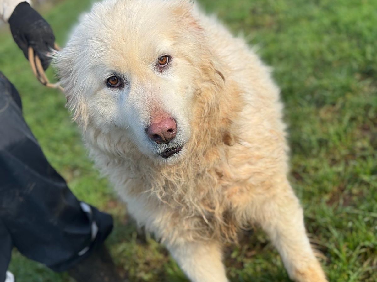 Adotta un cane, maschio, 5 anni e 5 mesi, Frosinone