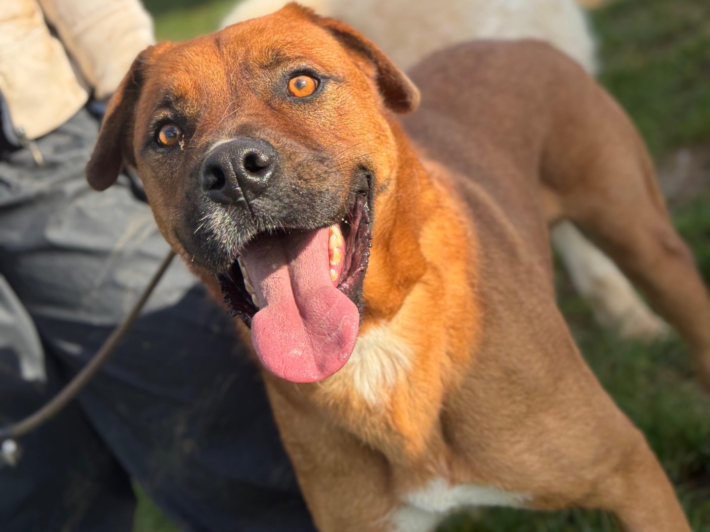 Adozione cane, maschio, Boxer Razza sconosciuta, 3 anni e 7 mesi, taglia media, Frosinone