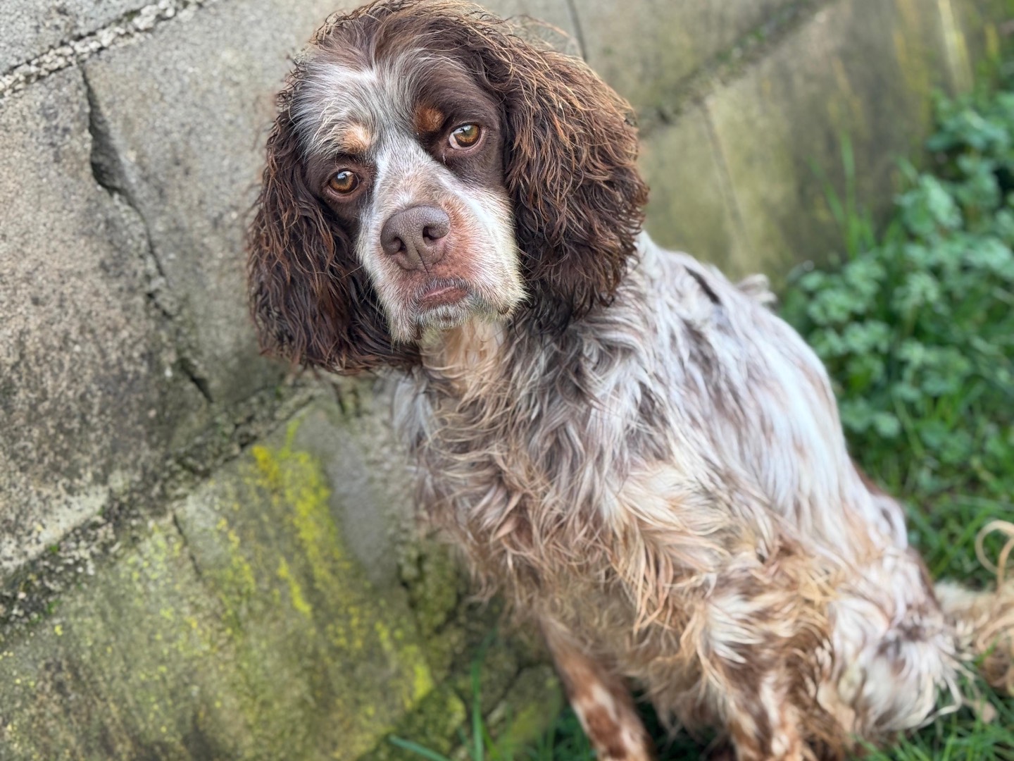 Adozione cane, maschio, Breton Setter Inglese, 4 anni e 9 mesi, taglia media contenuta, Frosinone